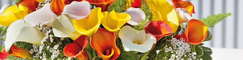 calla lily, calla lilies, zantedeschia